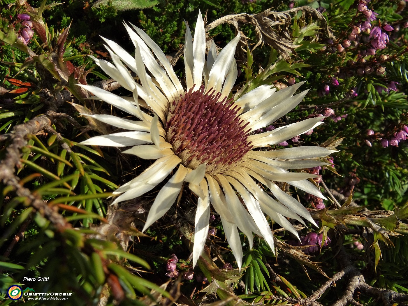 13 Carlina bianca (Carlina acaulis).JPG